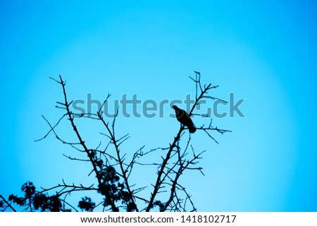 raven crow sitting on a branch silhouette