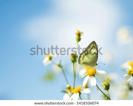 Butterflies in fresh green grass fields