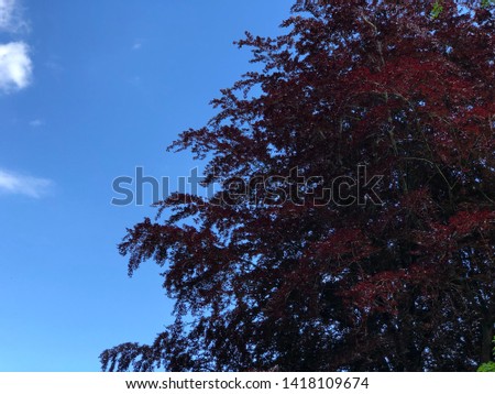 Red leaf tree against clear blue bright sky