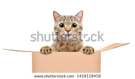 Portrait of a funny cat looking out of the box isolated on white background Royalty-Free Stock Photo #1418118458