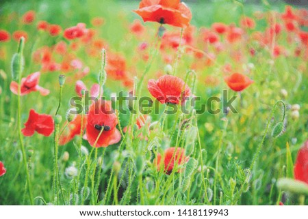field with blooming red poppies. selective focus. nature