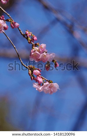 Kawazu cherry blossoms just beginning