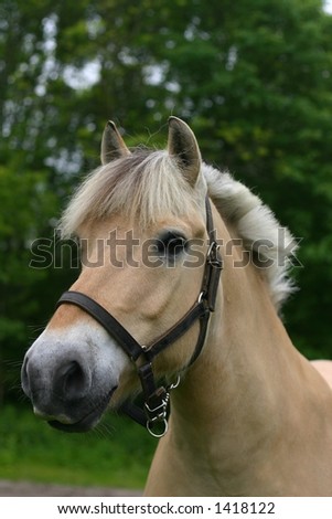 A fjord horse in the picture
