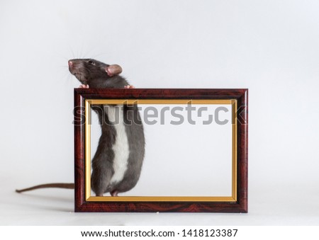 black and white domestic fancy rat in frame 