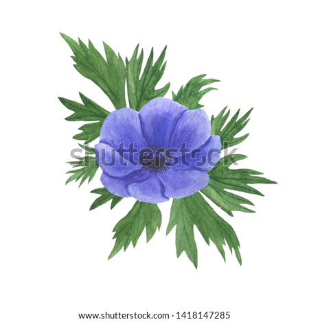 Anemone flowers watercolor illustration set of summer botanical decorations design wedding invitations greeting cards
