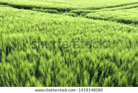 Detailed view on agricultural crop fields growing on a sunny day in high resolution
