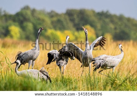 Common Crane - Grus grus, beautiful large bird from Euroasian fields and meadows, Hortobagy National Park, Hungary. Royalty-Free Stock Photo #1418148896