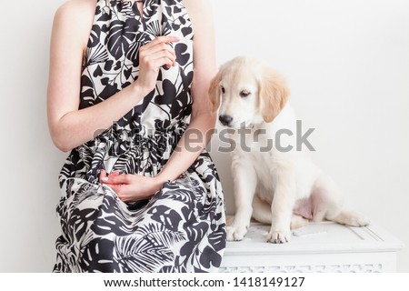 Young woman in dress is teaching a golden retriever puppy