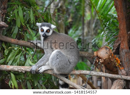 Ring-tailed lemur, or cat lemur, or Katta (Lemur catta) the most famous species of the lemur family. Found in the South and South-West of the island of Madagascar in the dry open spaces and forests Royalty-Free Stock Photo #1418154557