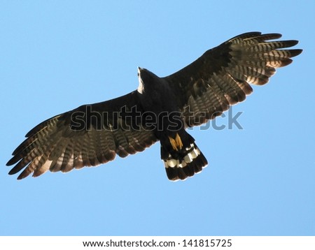 Zone-tailed Hawk in Flight Royalty-Free Stock Photo #141815725