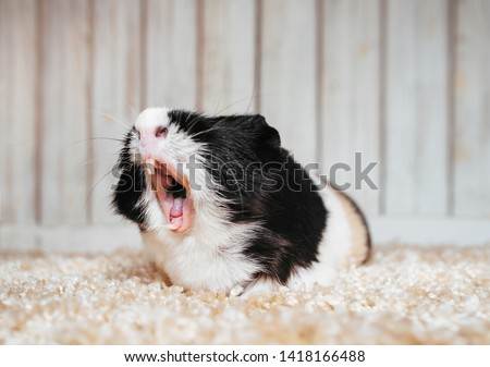 A sleepy guinea pig is yawning in its home. Portrait of a cute pet on a woolen and wooden background. Copy space, poster, advertisement. A fat and hungry pig with a big mustache. Beautiful picture.
