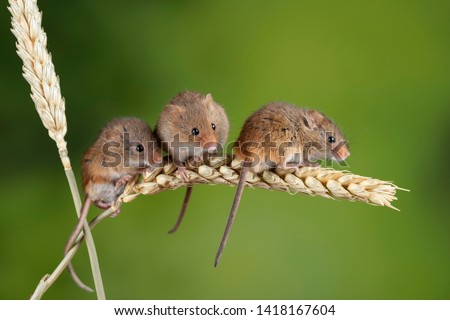 Cute harvest mice micromys minutus on wheat stalk with neutral green nature background Royalty-Free Stock Photo #1418167604