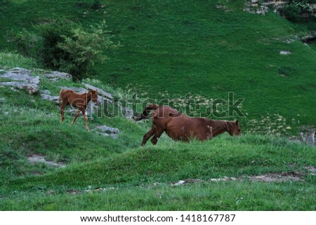 horses and foals grazing in the meadow