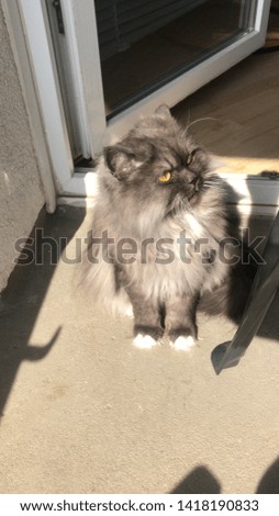 A persian Male Cat is absorbing Vitamin D