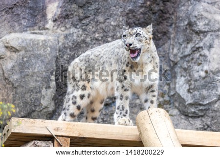 Snow Leopard in Zoo, Tokyo, Japan