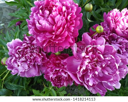 

Beautiful pink peonies, lush flowers, unusual plant

