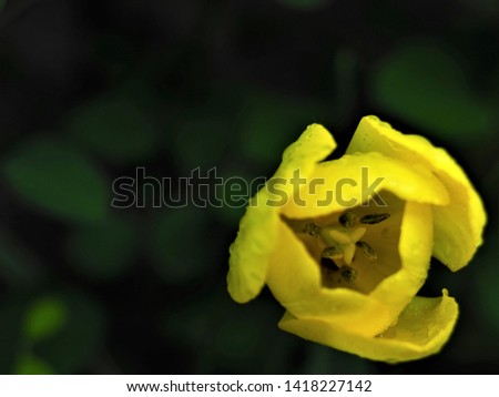 Wet tulips, close up, shallow depth of field