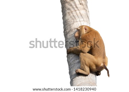 A monkey climbing coconut tree with white background. A monkey plucking the coconut.  Royalty-Free Stock Photo #1418230940