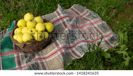 basket with apples on a bright plaid on green grass in summer sunny weather
