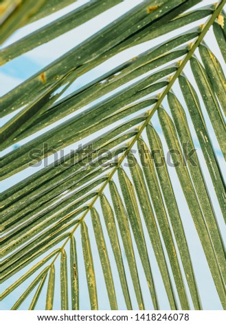 A branch of a palm tree with aging leaves and a stem diagonally from the upper right to the lower left. Against the background of white clouds and blue sky. Perspective