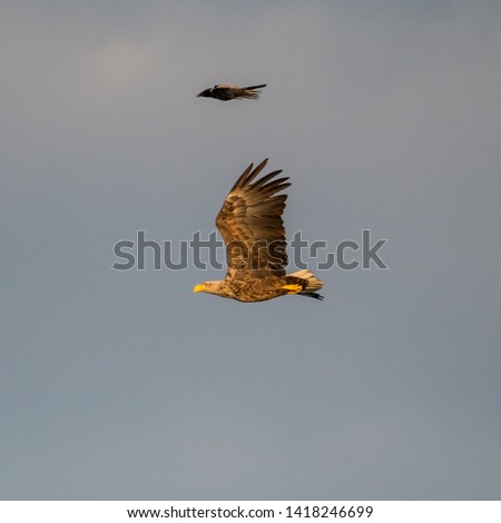 Isolated mature white eagle bird followed by raven bird during sunset- Danube delta Romania