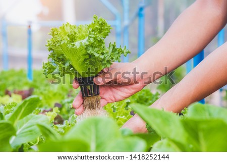 Hydroponics vegetable farm, Farmer harvest hydroponics vegetable in farms morning, Thailand. Royalty-Free Stock Photo #1418252144