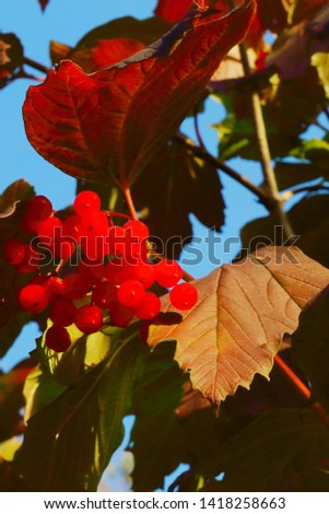 Bright red berries of an ordinary snowball, viburnum opulus, in autumn, germany, europe.