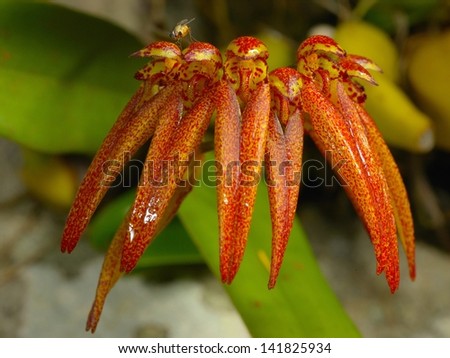 Forest orchid the scientific name Bulbophyllum Picturatum in rain forest, Orchids are very rare in nature of Thailand.