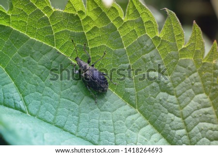 A large black beetle on a green nettle leaf. Macro photography of insects, selective focus, copy space.