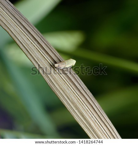 A tiny leaping insect aphrophoridae on a stalk of grass. Macro photography of insects, selective focus, copy space. 