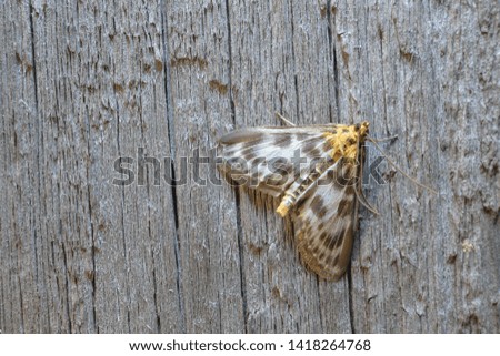 A small butterfly with spotted wings on a wooden surface. Macro photography of insects, selective focus, copy space.