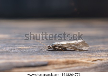 A small tiny moth butterfly is masked on a wooden surface on a dark background. Macro photography of insects, selective focus, copy space.