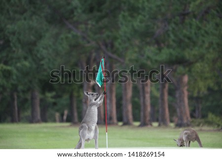 Kangaroo on a golf course in Australia