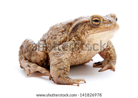 Bufo bufo. Common (European) toad on white background. Royalty-Free Stock Photo #141826978