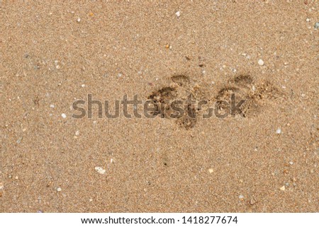 Footprint of dog on sand at beach.