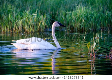 trumpeter swan in small pond, low light with ripples reflecting in water. 