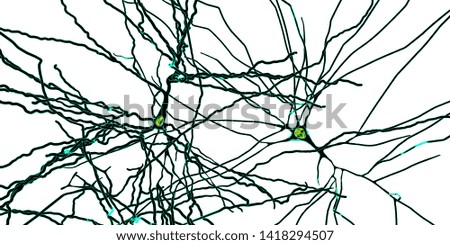 Pyramidal neurons, human brain cells, 3D illustration. Human nervous system