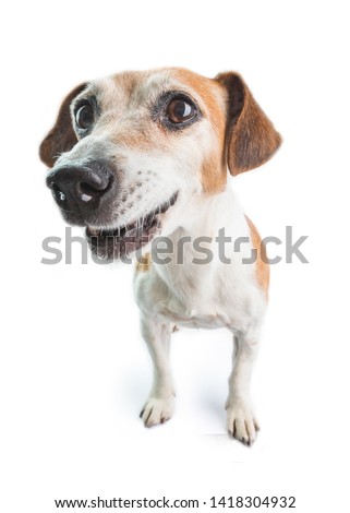 Attentive suprised picky dog face. White background. staring dog Jack Russell terrier