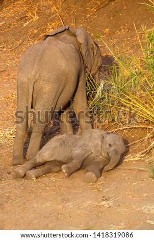 African Elephants (Loxodonta africana) - Youngs, Kruger National Park, South Africa.