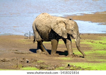 African Elephant (Loxodonta africana) - Young, Kruger National Park, South Africa