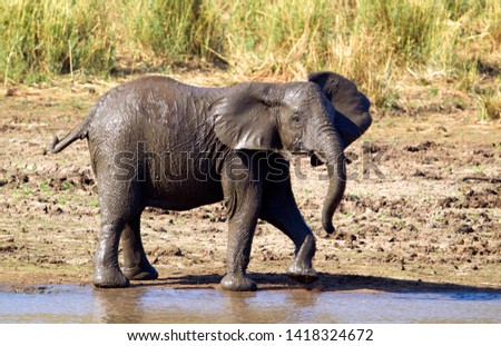 African Elephants (Loxodonta africana), Kruger National Park, South Africa.