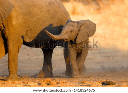 African Elephants (Loxodonta africana), Kruger National Park, South Africa.