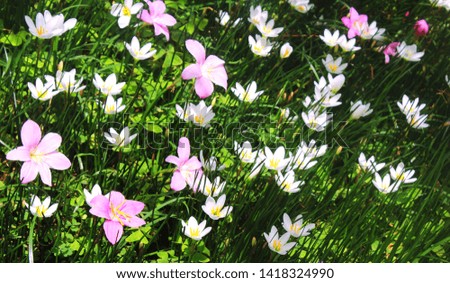 Pink and white flowers, beautiful in nature