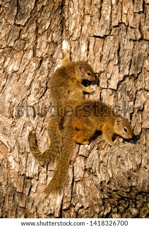 Tree Squirrel (Paraxerus cepapi), Kruger National Park, South Africa.