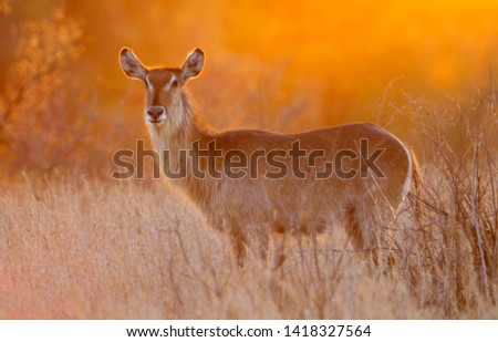 Waterbuck (Kobus ellipsiprymnus) - Female, in the bush, Kruger National Park, South Africa.
