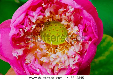 Pictures of beautiful lotus flowers in nature.