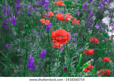 beautiful wibeautiful wild flowers - poppies, cornflowers. Spring, summer. Background for a postcard