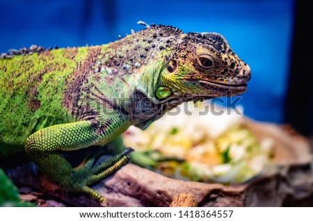 Close up picture of an exotic green iguana lying in terrarium