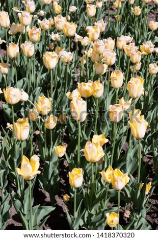 of a bed of yellow/cream open faced tulips, on a sunny day in May, at the International Tulip Festival in Ottawa, Ontario