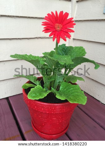 Red daisy in a red planter